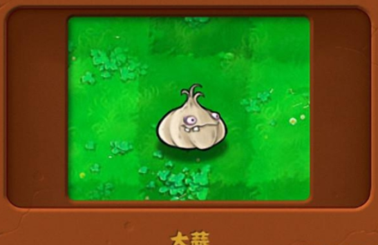 植物大战僵尸2大蒜损害如何-植物大战僵尸2大蒜损害效果分析 植物大战僵尸2大蒜损害如何-植物大战僵尸2大蒜损害效果分析