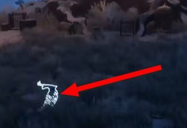 霍格沃茨之遗绝音鸟在哪儿?霍格沃茨之遗绝音鸟位置介绍 霍格沃茨之遗绝音鸟在哪儿?霍格沃茨之遗绝音鸟位置介绍