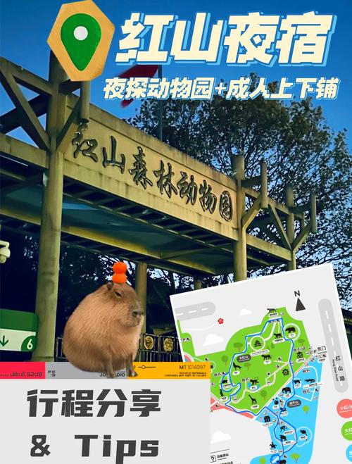 能播放的Zoo：沉浸式互动动物园体验解析与游玩攻略指南