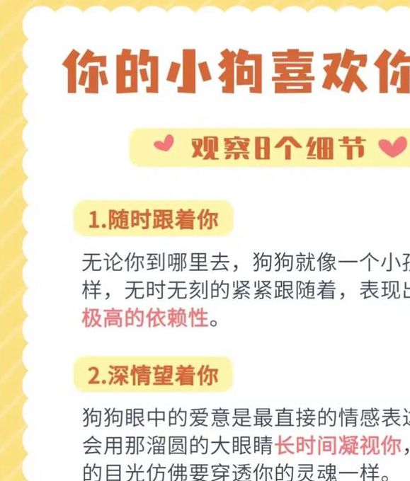 宝贝喜欢它这样对你吗？解读宠物行为背后的情感密码与科学互动指南