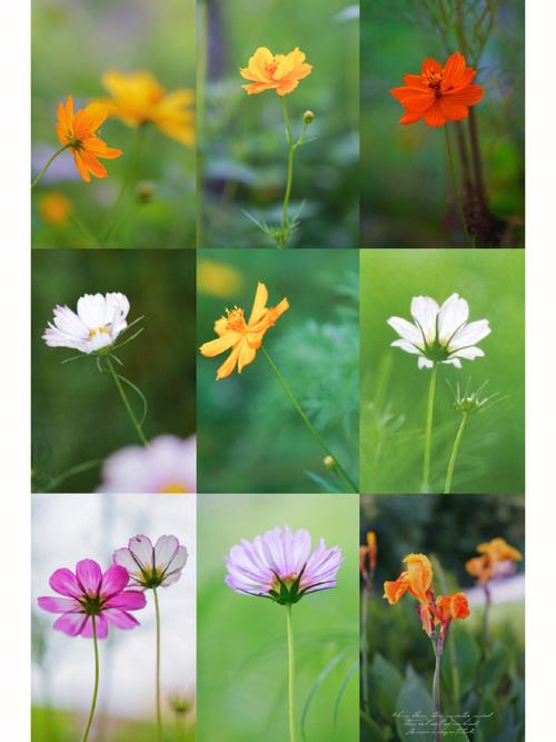 野花社区视频手机版使用指南：手机拍摄技巧与功能全解析