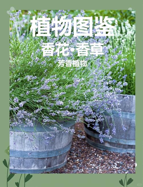 闲花野草逢春生：揭秘庭院绿化中8大野生植物的养护技巧与景观价值