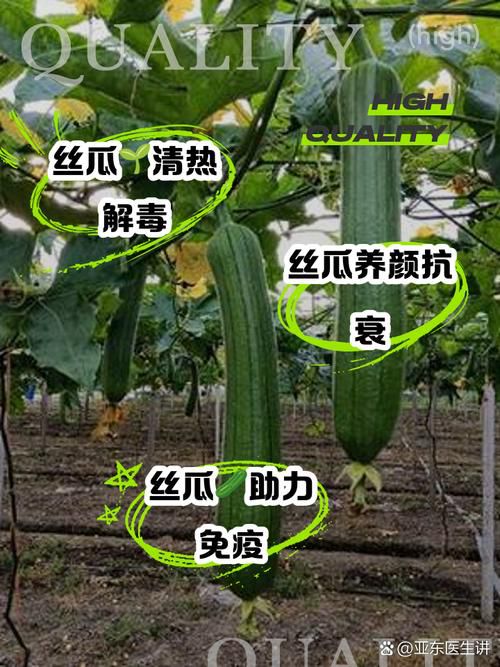 家庭种植指南：丝瓜草莓向日葵与芭乐黄瓜的有机栽培技巧及健康搭配