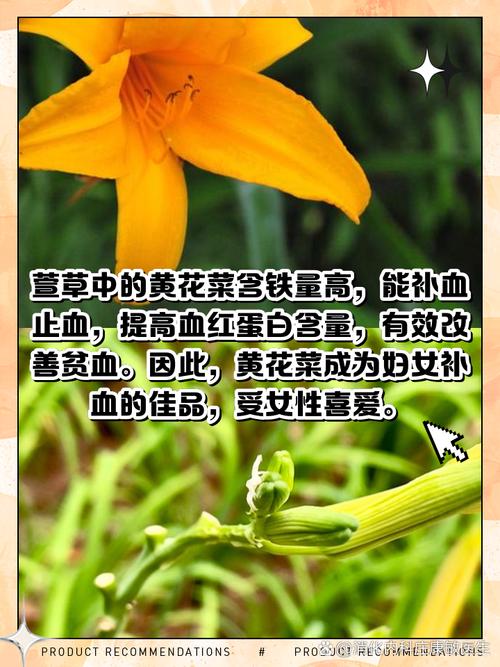 忘忧草功效与作用全解析：www视频教你食用方法与种植技巧