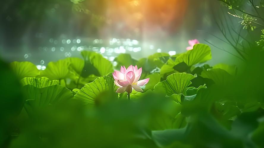荷花视频在线网站播放：免费观看高清荷花影视资源及最新影视剧集推荐