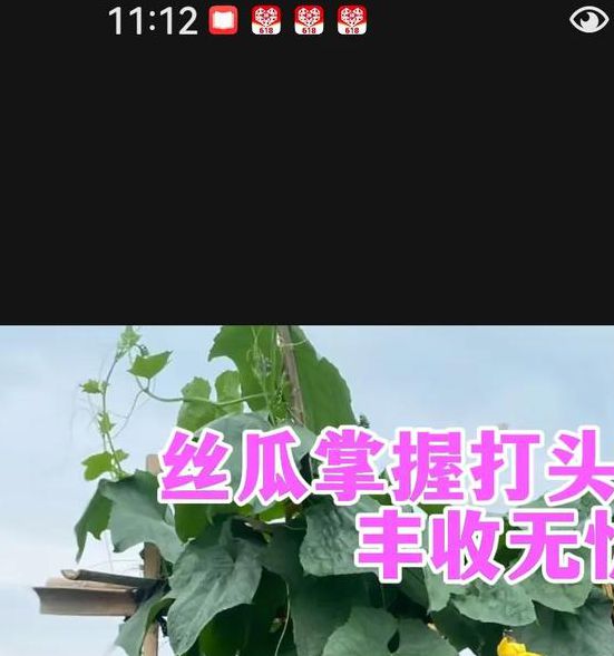 丝瓜黄瓜秋葵草莓香蕉种植大全:家庭菜园必选的免费栽培技巧解析 丝瓜黄瓜秋葵草莓香蕉种植大全:家庭菜园必选的免费栽培技巧解析
