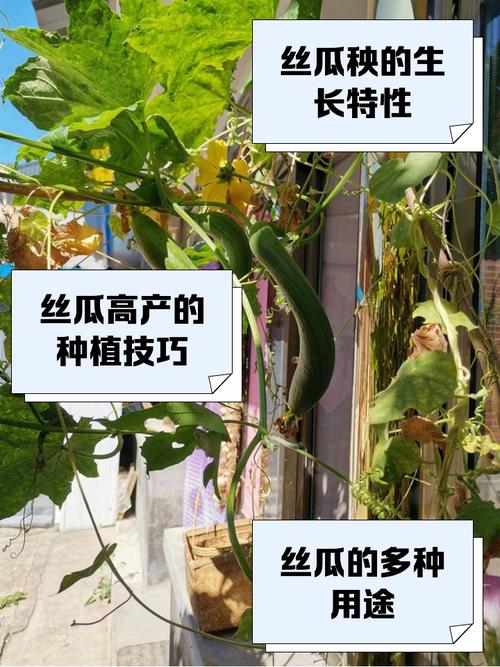 丝瓜黄瓜秋葵草莓香蕉种植大全:家庭菜园必选的免费栽培技巧解析 丝瓜黄瓜秋葵草莓香蕉种植大全:家庭菜园必选的免费栽培技巧解析