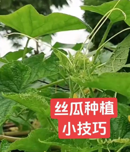 家庭种植指南:丝瓜草莓向日葵栽培技巧与小猪榴莲芭比创意食谱解析 家庭种植指南:丝瓜草莓向日葵栽培技巧与小猪榴莲芭比创意食谱解析