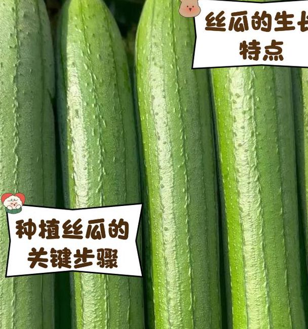 家庭种植指南:丝瓜草莓向日葵栽培技巧与小猪榴莲芭比创意食谱解析 家庭种植指南:丝瓜草莓向日葵栽培技巧与小猪榴莲芭比创意食谱解析