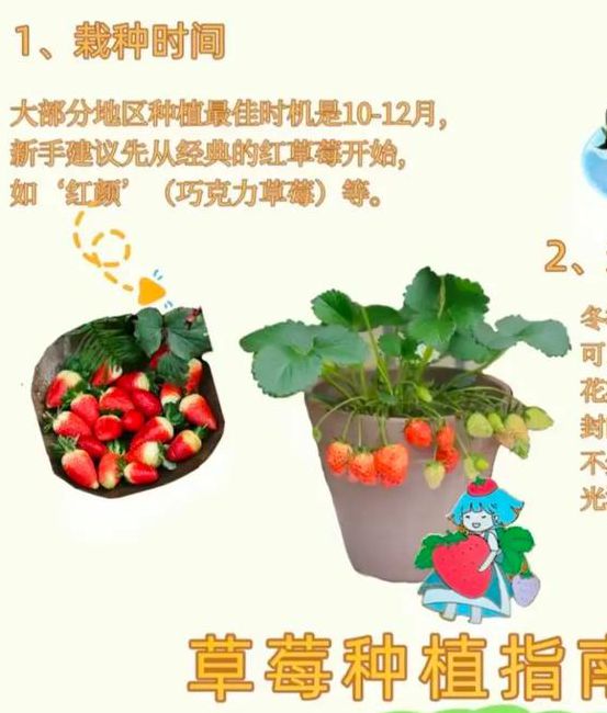 家庭园艺爱好者必看：草莓向日葵丝瓜榴莲芭蕉免费版种植技巧全解析