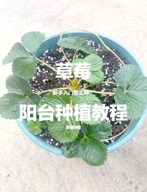 家庭园艺爱好者必看：草莓向日葵丝瓜榴莲芭蕉免费版种植技巧全解析