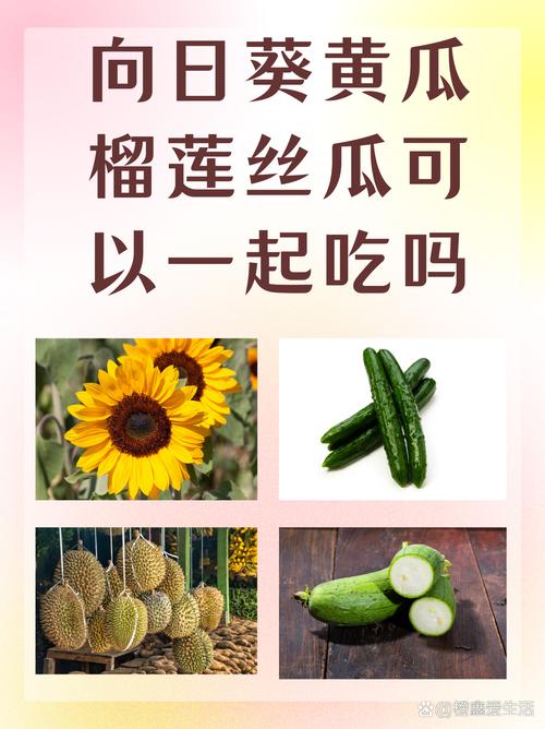丝瓜榴莲向日葵草莓黄瓜的黄金搭配：家庭种植技巧与健康食谱解析