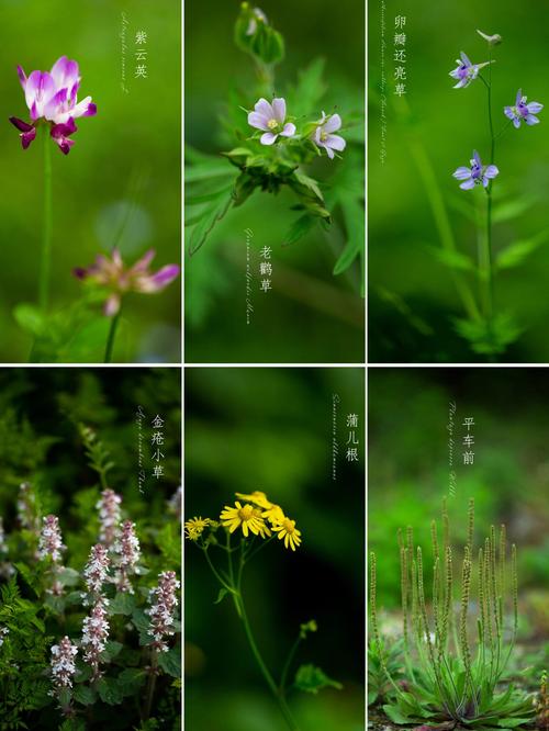 野花社区高清版：城市自然生态摄影指南与常见花卉图鉴