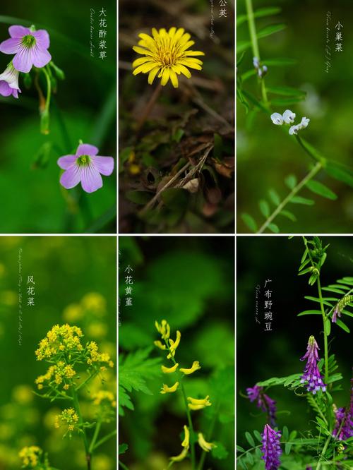 野花社区高清版：城市自然生态摄影指南与常见花卉图鉴