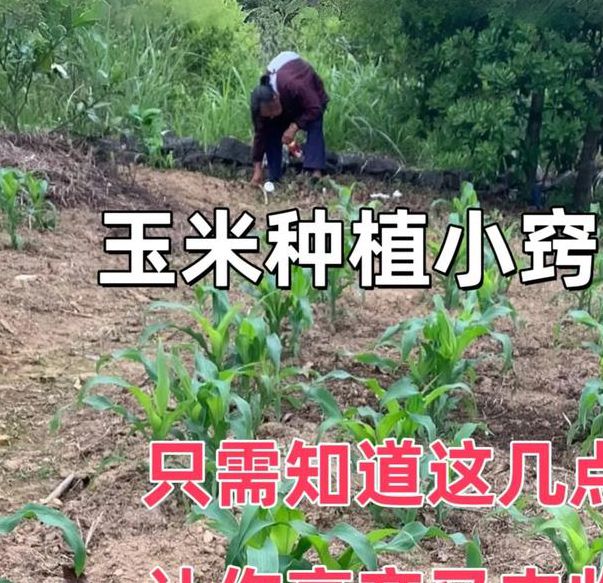 赵红霞种子繁育技术解析:高产玉米种植技巧与品种选择指南 赵红霞种子繁育技术解析:高产玉米种植技巧与品种选择指南