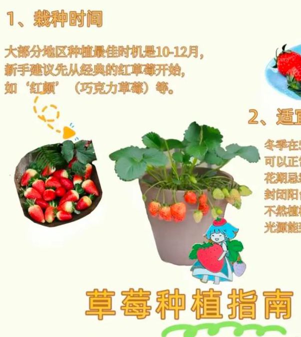 草莓丝瓜黄瓜家庭种植技巧：绿巨人解锁版与向日葵高产秘诀解析