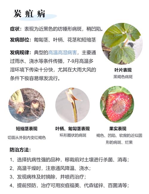 草莓向日葵秋葵番茄丝瓜家庭种植指南:免费版高产技巧与病虫害防治大全 草莓向日葵秋葵番茄丝瓜家庭种植指南:免费版高产技巧与病虫害防治大全
