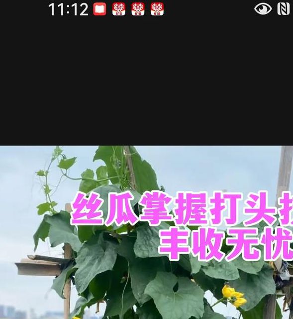绿巨人丝瓜草莓应用宝:高效种植技巧与高产秘诀全解析 绿巨人丝瓜草莓应用宝:高效种植技巧与高产秘诀全解析
