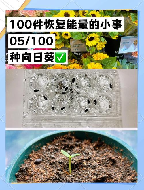家庭种植技巧:向日葵草莓丝瓜芭乐零失败指南,附健康鸭脖搭配食谱 家庭种植技巧:向日葵草莓丝瓜芭乐零失败指南,附健康鸭脖搭配食谱