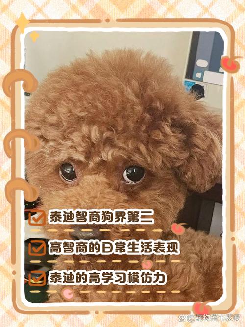 泰迪影院安卓版隐藏功能大揭秘！高清追剧为何被百万用户疯传？