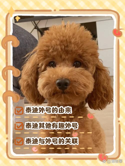 泰迪影院安卓版隐藏功能大揭秘！高清追剧为何被百万用户疯传？