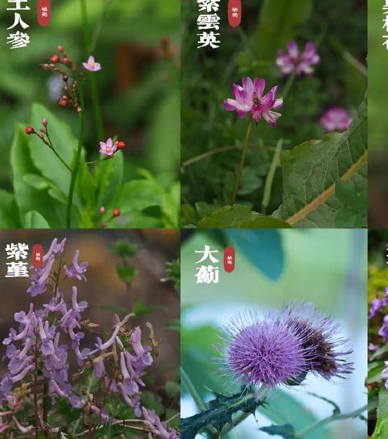 野花视频免费观看指南:8个不可错过的权威平台与高清资源推荐 野花视频免费观看指南:8个不可错过的权威平台与高清资源推荐