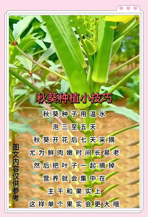 家庭种植如何解锁草莓香蕉丝瓜茄子秋葵向日葵高产秘诀？这7大关键点值得收藏！
