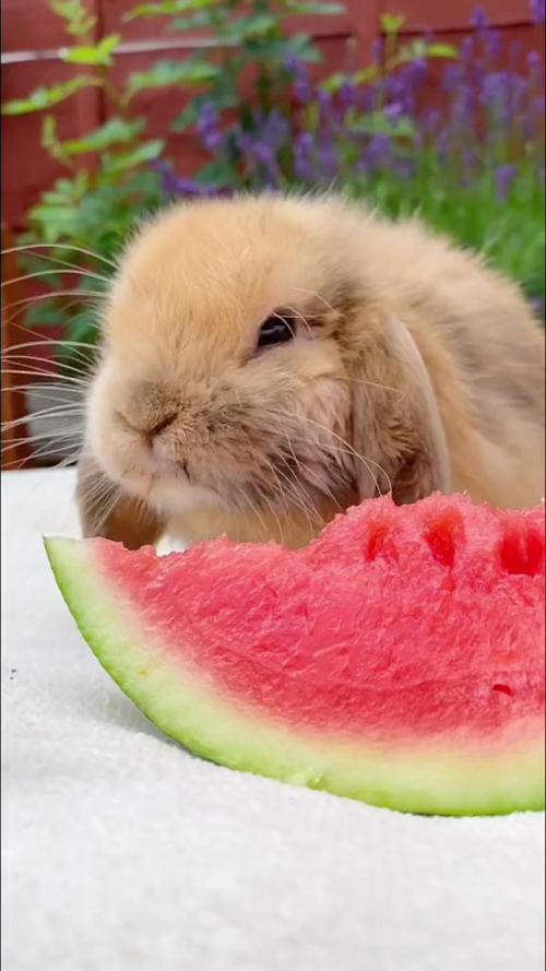 兔子视频