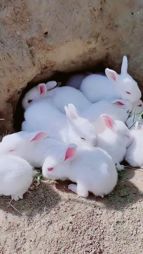 兔子视频