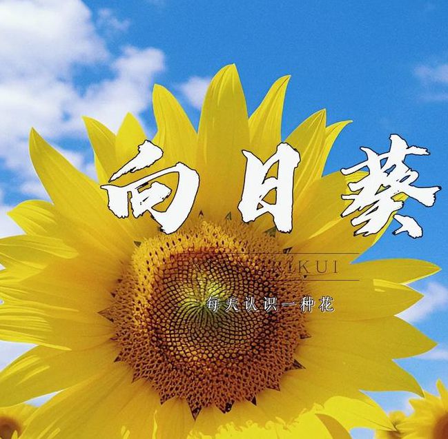 向日葵APP下载安卓免费下载网站