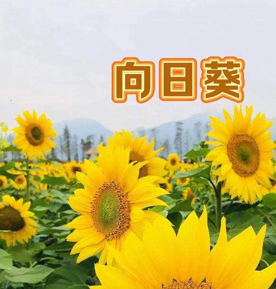 向日葵APP下载安卓免费下载网站