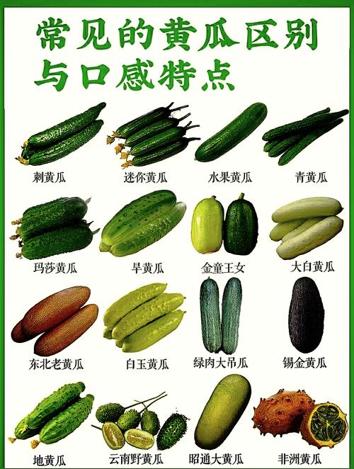 香蕉樱桃黄瓜丝瓜榴莲
